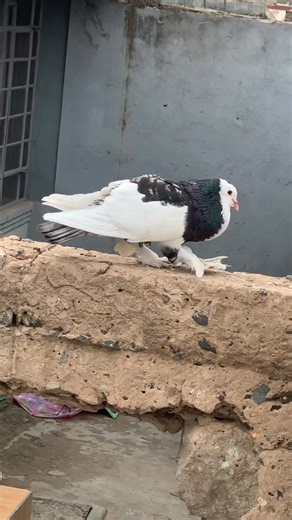 Fancy Pigeon Care and Breeding Tips