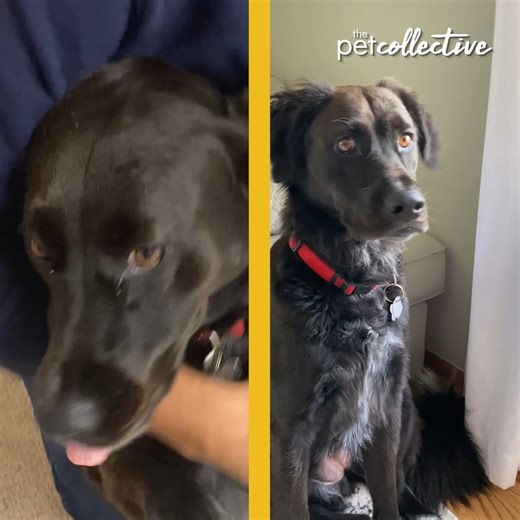 33K views · 270 reactions | What is Xava's breed? | The Pet Collective | Facebook