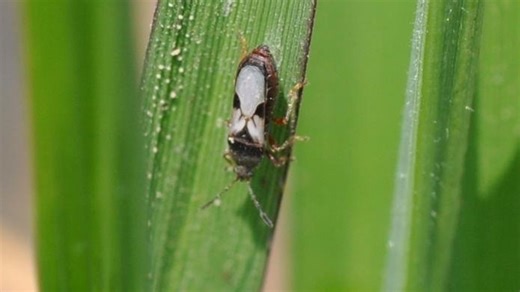 Percevejo das gramíneas: novo mal das pastagens é combatido pelos biológicos