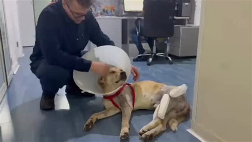 Spero di essere migliore. Per voi, per i cani, per tutto quello che faccio ogni giorno. Questo fine anno mi lascia addosso tanta stanchezza, tanta tristezza e anche tanta confusione. È stato un anno durissimo, pieno di ostacoli, di momenti in cui mi sono sentito solo e in difficoltà, anche mentalmente. Non è stato facile andare avanti, ma non mi sono mai fermato. Come sapete, mi occupo di salvare cani. Il mio rifugio è la mia casa ed è piena. Piena di cani salvati, di storie dolorose, di emergen