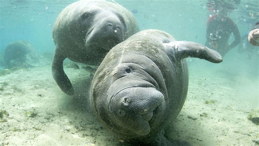 Florida manatee, threatened species, may lose protection in Trump plan