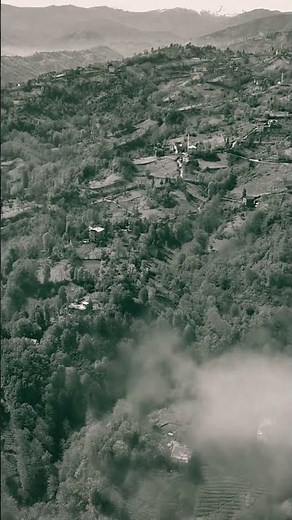 Canan Çal - Şu Tonya'nın Başına #shorts #karadeniz