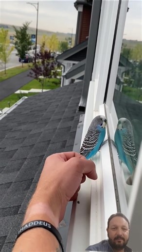Person is petting a little bird that he found on his windowsill!