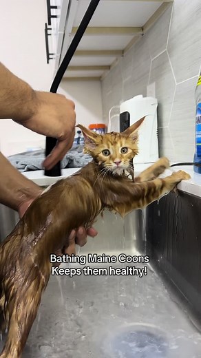 Bathing Maine Coons for Optimal Health and Happiness