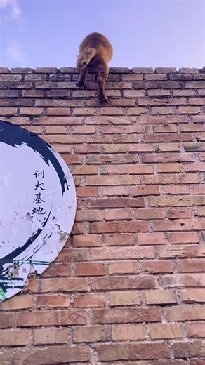 🐕Dog training😂funny dog❤️ - - - - - #dogtrainingfun #doglover #funnydogs #petcomedy #doglife #puppylove #funnyvideo #lolmoments #comedyreels #animallovers | Dog Training