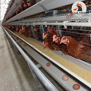 [Hot Item] Modern Automatic Poultry Farm Equipment Galvanized Chicken Battery Cage for Layer/Hen/Egg Chicken