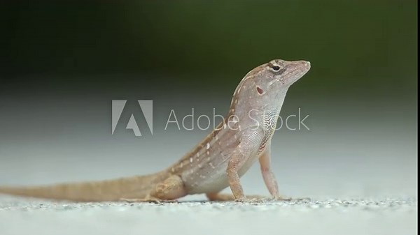 Macro closeup of blown alone lizard warming on summer sun. Anolis sagrei small reptile in native to Florida USA