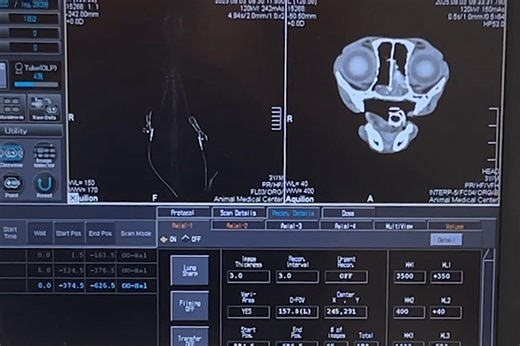 A cat's head is scanned with AMC's CT scanner. Can you detect the abnormality? (The cat has recovered). | The Schwarzman Animal Medical Center | Facebook