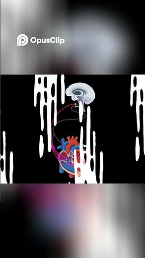 Heart Rate Control | Sympathetic vs Parasympathetic Systems