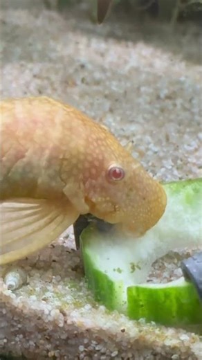 Do Bristlenose Pleco Like Cucumber? #shorts #tropicalfish #fish #fishkeeping
