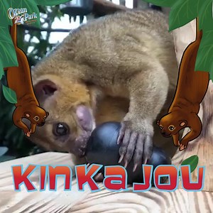 Did you know that Kinkajous are tropical rainforest mammals sometimes called “honey bears”? Their tongues can grow to up to 12 centimeters long to slurp honey from nectars and catch insects. | Ocean Park Hong Kong