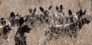 30K views · 123 shares | Wild Dogs on the move again | On the Beat in the Manyeleti # 97 | Tintswalo Safari | Facebook