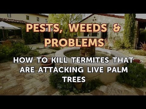 How to Kill Termites That Are Attacking Live Palm Trees