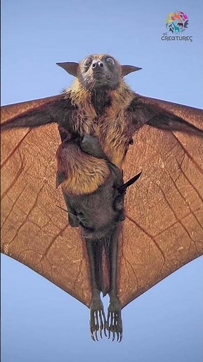 Born Upside Down: The Incredible Way Bats Give Birth!