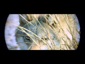 L'ultimo Lupo - La Caccia