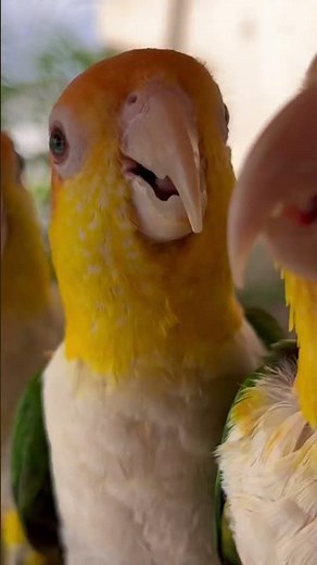 Fun, Playful Caique Parrots | #parrot_bliss #bird #caique