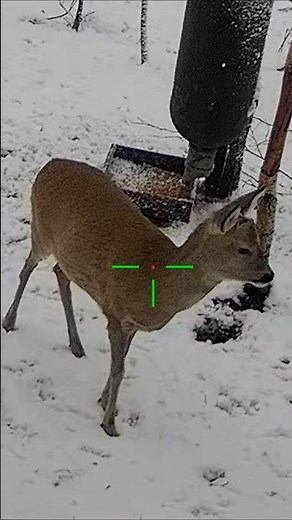 Mountain Goat Hunt at Close Range 🐐 | Intense Moment #hunting #hogger