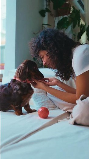 Seres Saúde: o plano do seu pet