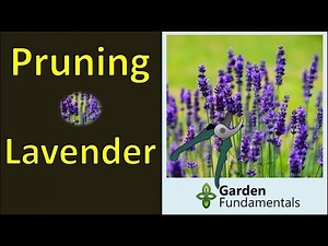 Pruning Lavender 🌹 How & When for Max Flowers and Longevity