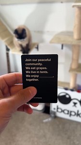 1.3M views · 38K reactions | You are WAY wrong Noelle!! #cat #bap #fyp #oof #cardsagainsthumanity | bap.kat | Facebook