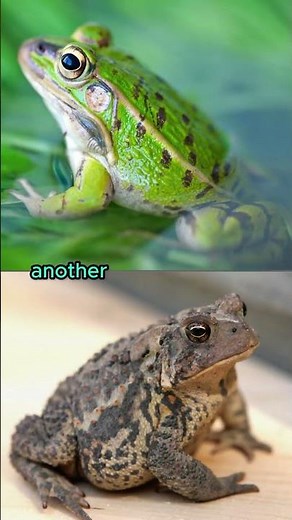Difference between frog and toad?