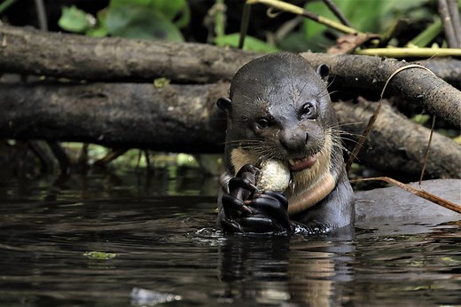Can this vulnerable otter family survive an attack by a deadly caiman? Watch this astounding, brutal and heart-wrenching BBC footage to find out... | Discover Wildlife