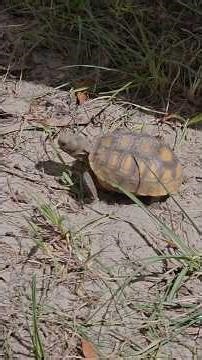 Baby Gopher Tortoise digging