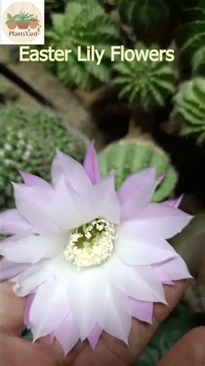 Easter lily Cactus Pink flower #exoticplants #EasterLilyCactus #CactusShort #OneDayFlower