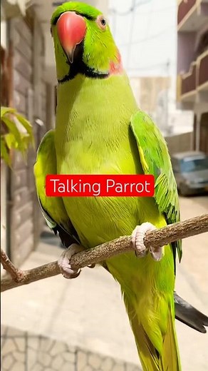 Smart Talking Parrot Doing Funny Tricks and Whistling | #TalkingParrot #FunnyParrot #talkingbird