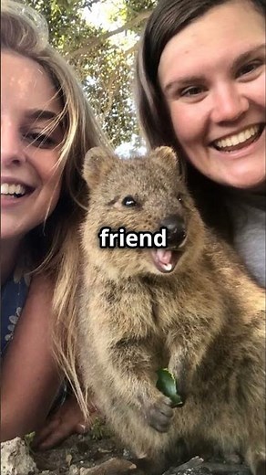 Nature's Selfie King: The Adorable Quokka #facts #wildlife #cute