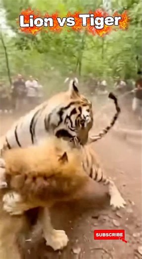 🔥 Lion vs Tiger — Epic Jungle Arena Battle! 🦁🐅