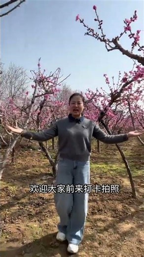 Discover the Beauty of Mengzhai: My Hometown's Blossoming Peach Paradise
