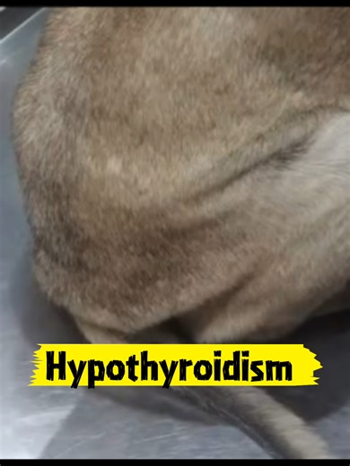 Hypothyroidism occurs when the thyroid gland is underactive, slowing down your dog's metabolism. While it can affect any breed, it is most commonly seen in middle-aged dogs and medium-to-large breeds. ​ Key Signs to Watch For: • ​Unexplained Weight Gain: Gaining weight despite no change in diet or exercise. • ​Lethargy: Excessive sleeping or a lack of interest in play. • ​Coat Changes: Thinning hair, excessive shedding, or a
