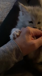 22K views · 2.4K reactions | Tavis has his baby Bogart, well I have...