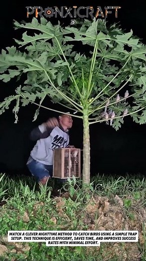 Smart Bird Trapping Technique at Night | Simple & Effective Method
