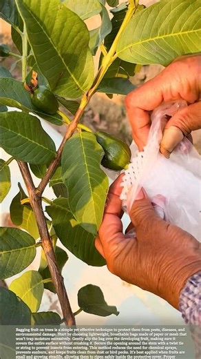 Bagging Fruit on Trees: Protect Against Pests and Sun Damage #gardeningtips #farmwork