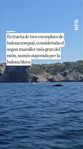 Albiren tres balenes a la costa del Montgrí, a tocar de les illes Medes