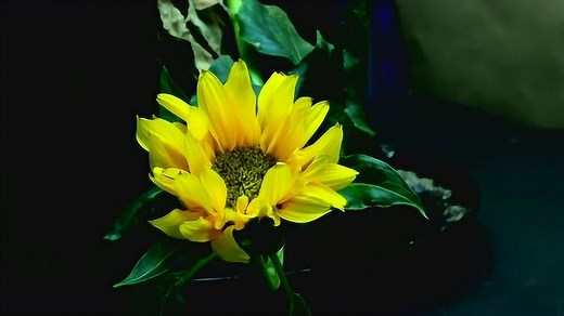 向日葵的生长过程 从种子到开花