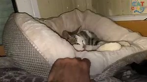 Watch a hissing feral cat fall in love with the guy who rescued him❤️ | The Dodo