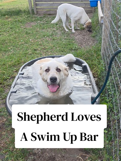 Shepherd Loves a Swim Up Bar — Dog Swimming Video