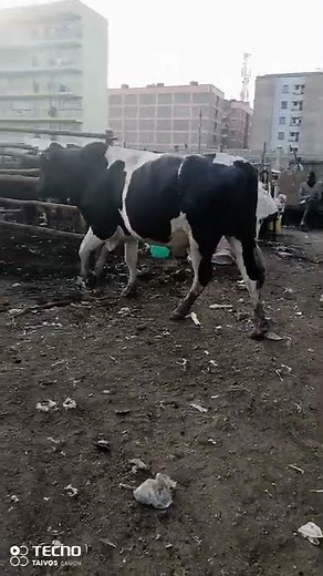 Result after applying burdizzo