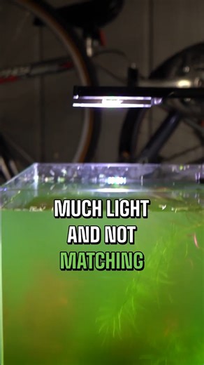 Dalua International | If that pointer was too quick for you, you should see how fast the dalua phat fertilizers work! #daluafishroom #algaefix #fishtanktips... | Instagram