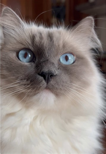 Meet the Perfect Ragdoll Cat with Stunning Blue Eyes