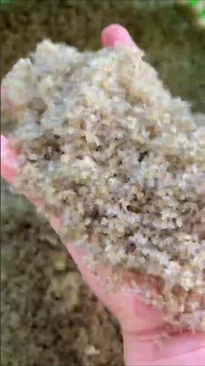 These Tiny Baby Crabs are Farming Heroes! #shorts #farming #china
