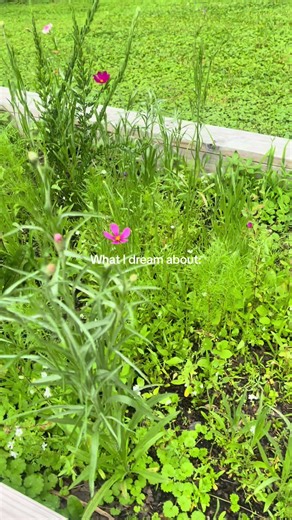 Dreaming about my cut flower garden. So excited for spring 🌸🌿 #cottagecore #cottagecoreaesthetic #whimsical #spring #springtok