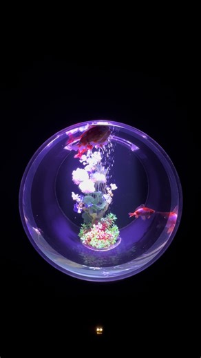 Exploring Tokyo's Unique Art Aquarium Museum