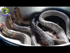How To Cook Cobra - Cobra Hunting - Cooking Snake And Cobra In Cambodia