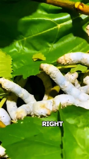 The Tiny Worm Behind Your Luxury Sleep”