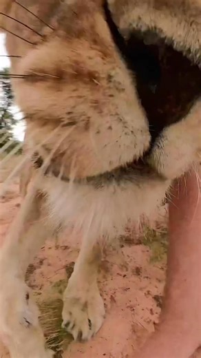 Gotta be fast — otherwise the camera won’t last long out here. Capturing the wild means working smart and staying one step ahead. #wildlife #camera #fieldwork #conservation #tiktokwildlifeday | Sirgaa