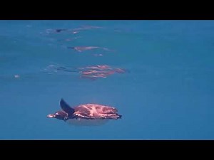 Galapagos Penguins Soaring Through the Water at Tagus Cove